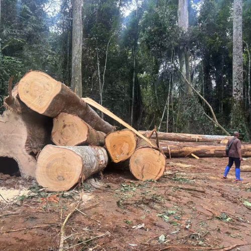 Ayous African Ayous Timber (Obeche Wood)