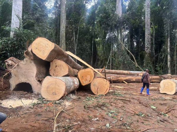 African Ayous Timber (Obeche Wood)