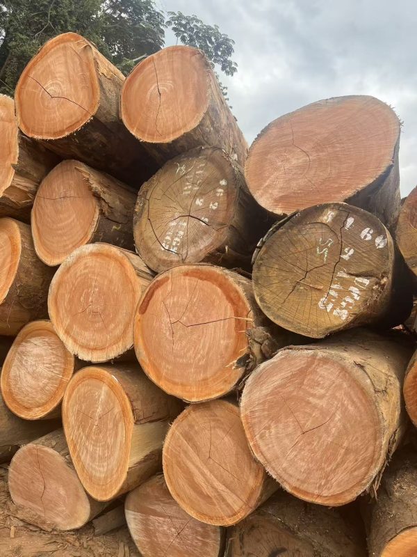 Okoume Gabon Okoume Wood