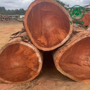 African Padauk Wood (Red Teak)