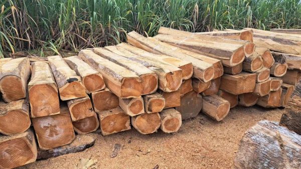Teak4 Teak Square Logs