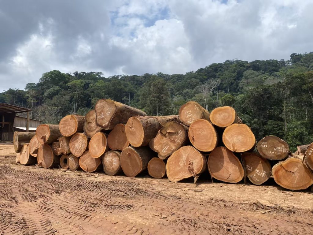 Okoume round logs sourced from Central African forests