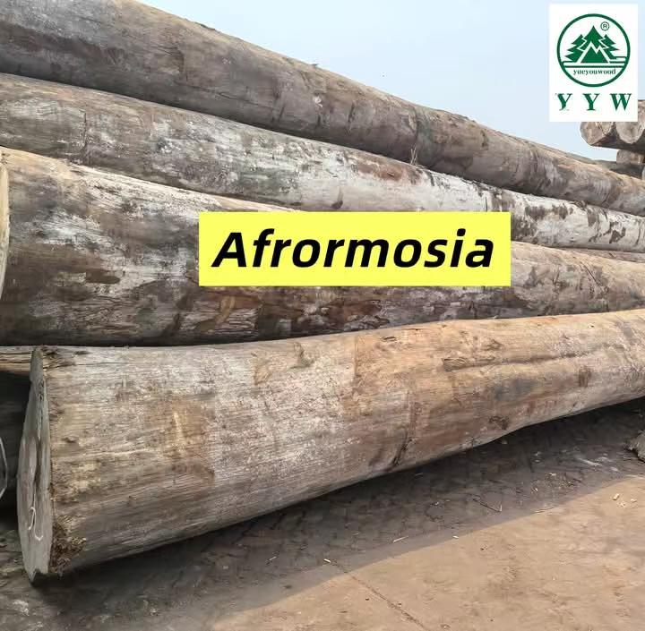 Afrormosia logs in an African hardwood yard